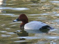 L1250354_Pochard.jpg