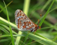 Marsh Fritillary, Finglandrigg Wood, 26-5-09 005.jpg