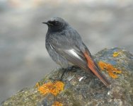 Black Redstart7.jpg