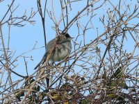 L1250435_Blackcap.jpg