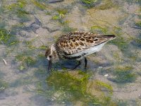 L1270143_Dunlin.jpg