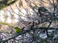 L1250444_Siskin pair.jpg