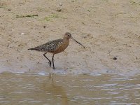 L1270229_Bar-tailed Godwit.jpg