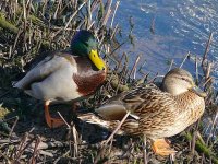 L1250391_Mallard pair.jpg