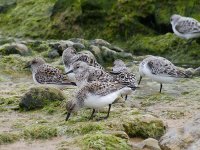 L1270294_Sanderlings.jpg