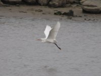 Chinese Egret (1024x768).jpg