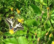 Swallowtail 29 05 09 5.jpg