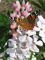 Painted Lady, Strumpshaw, May 29 2.jpg