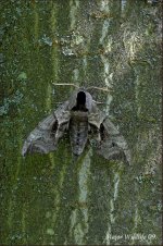 Eyed-Hawkmoth.jpg