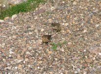 Ringed Twite.jpg