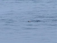 Otter swims past the Observatory.jpg