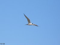 Tern species.jpg