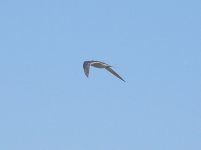 Tern Species 2.jpg