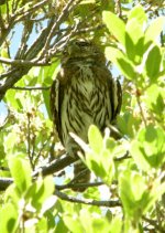 2724 northern (mountain) pygmy-owl 1.jpg