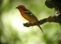 9281 flame-coloured tanager 1.jpg