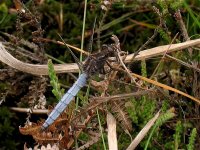 keeled_skimmer_male_27jun09_800l_20a.jpg