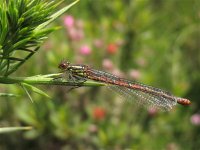 large_red_damsel_female_27jun09_800l_20.jpg