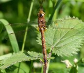 Norfolk-Hawker-small.jpg