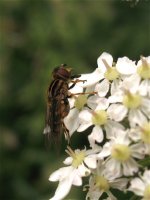 anasimyia_lineata_6jun09_800p_20.jpg