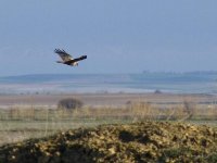 L1260350_Marsh Harrier.jpg