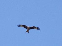 L1260367_Red Kite.jpg