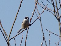 L1260381_Penduline Tit.jpg