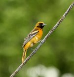 oriole5-13-09.jpg