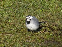 L1250832_White Wagtail.jpg