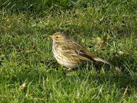 L1250846_Meadow Pipit.jpg