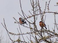 L1250875_2 Bullfinches.jpg