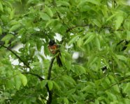 OrchardOriole5-14-09.jpg