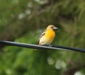 Oriole5-14-09A.jpg