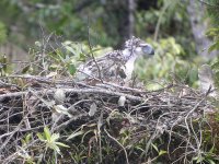 Philippine Eagle.jpg