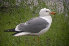Armenian Gull.jpg