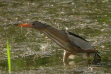 Little bittern.jpg