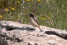 RedTailed Wheatear.jpg