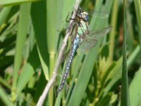 HairyHawker having a damselfly for lunch Catfield Fen 14 June 2009.jpg