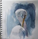 watercolor study egret 5241.jpg