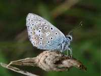 CommonBlue-2.jpg