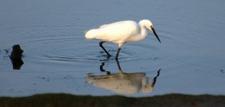 Little Egret 16 (R).jpg