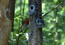 Robin & Great Tit (R).jpg