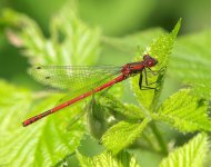 Large Red, Yew Tree Tarn, 29-5-09 011.jpg