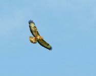 Buzzard1.jpg