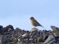 L1260928_Trumpeter Finch.jpg