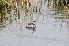 Black-necked Grebe 4b.jpg