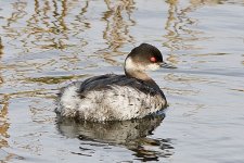 Black-necked Grebe 4bf.jpg