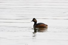 Black-necked Grebe 6b.jpg