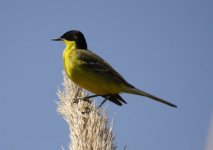 Z11WAGTAIL FELDEGG A KALLONI EAST RIVER LESVOS114052009.jpg