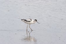 Avocet 4b.jpg