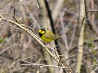 Hooded Warbler.jpg